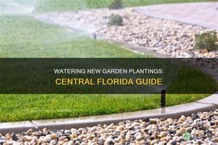 How often to water new plantings?