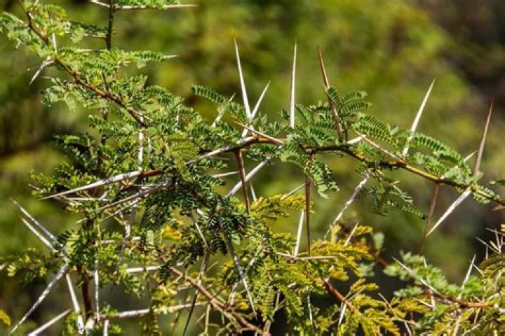 What is meaning of thorn bush?
